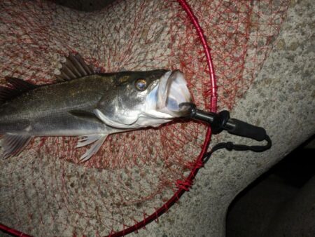 初‼夜バイブ!トレイシー　【2026041…